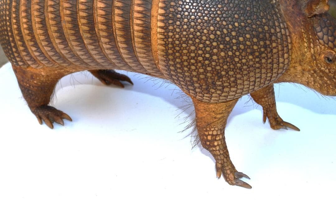 剥製 ココノオビアルマジロ 置物 飾り物「国際希少野生動植物種」指定